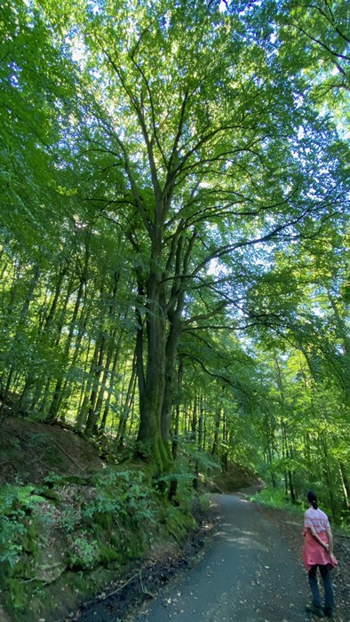 Bauriesen säumten den Weg