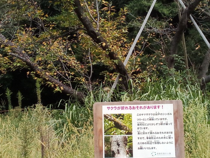 倒れそうな桜の木