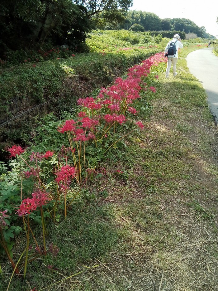 天神橋手前は咲きそろっている。