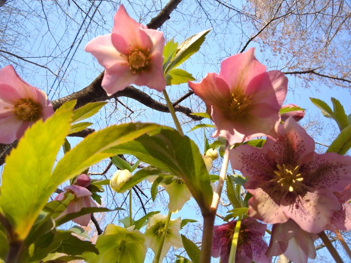 クリスマスローズ