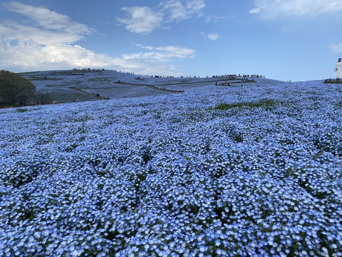 ひたち海浜公園⑦