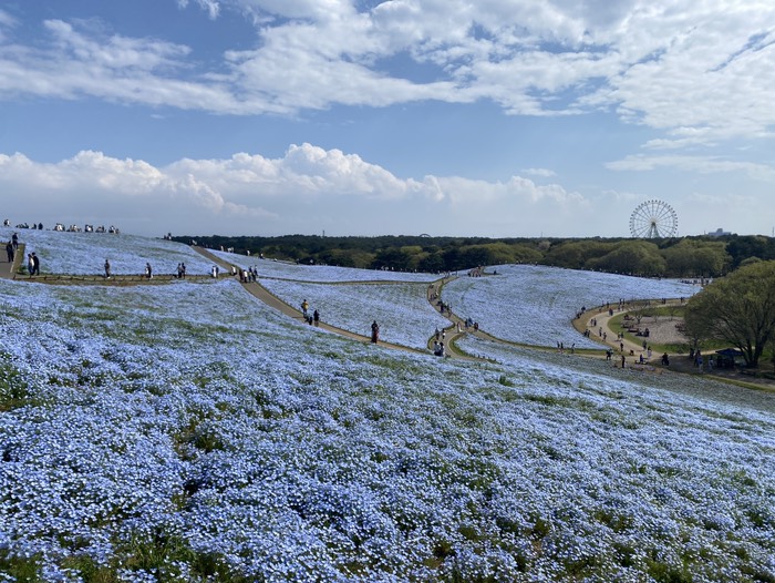 ひたち海浜公園16