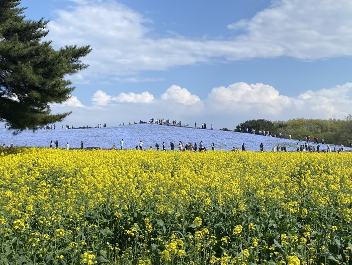 ひたち海浜公園19