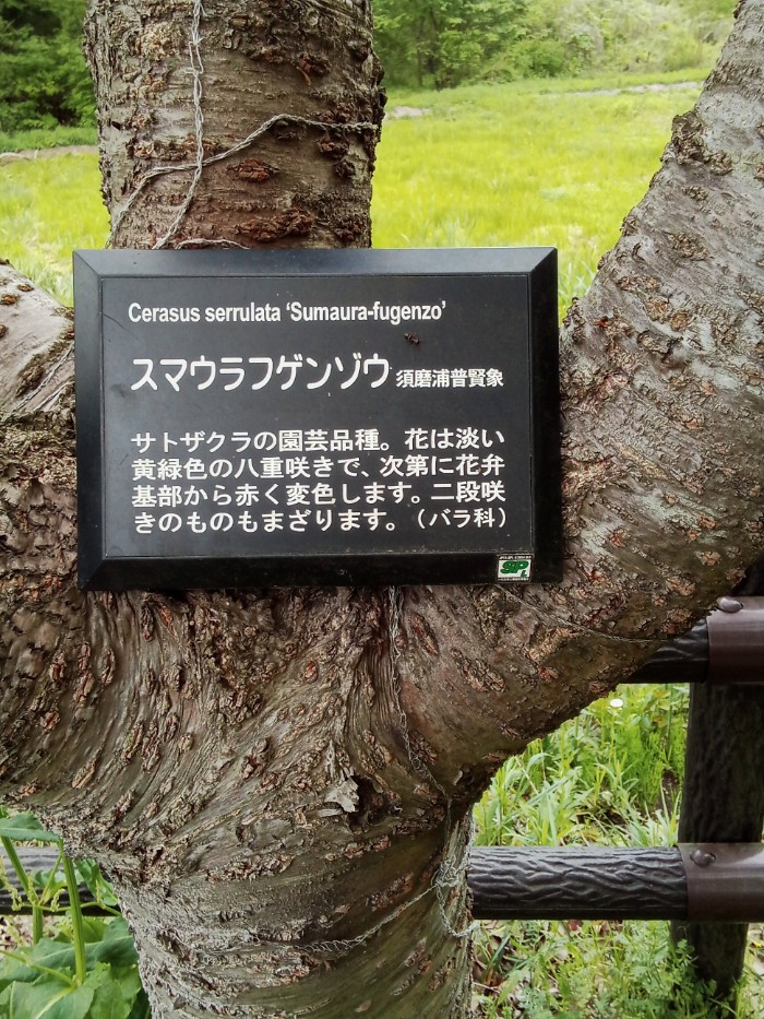 スマウラフゲンゾウ説明