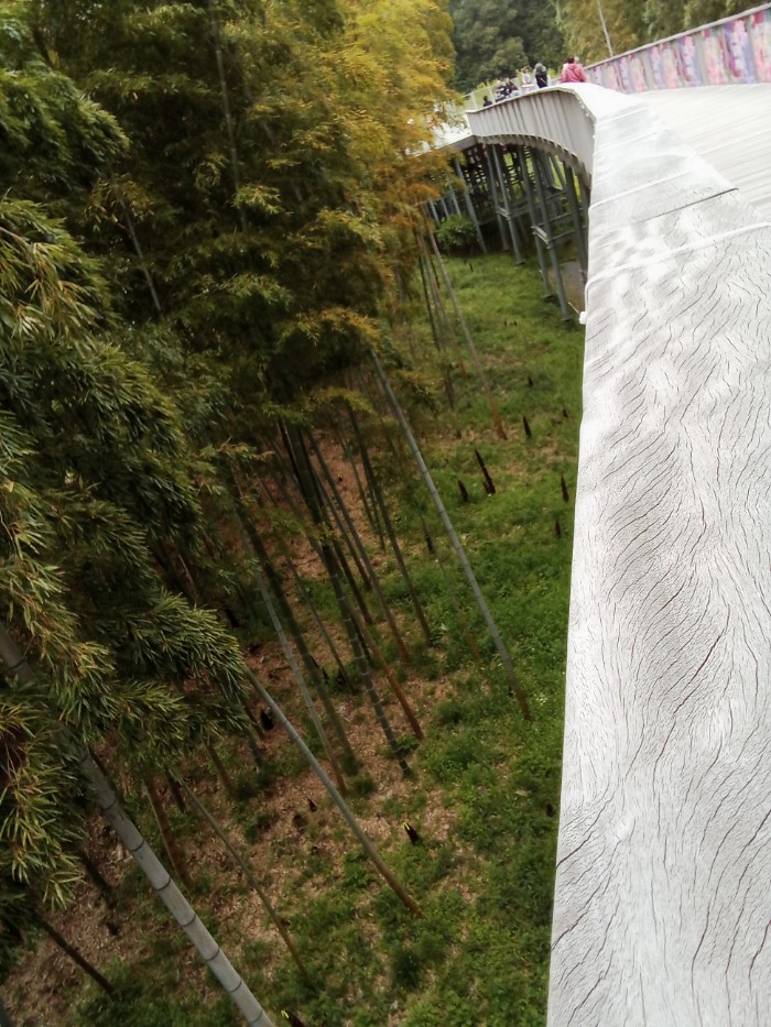 タケノコ取れたかな？