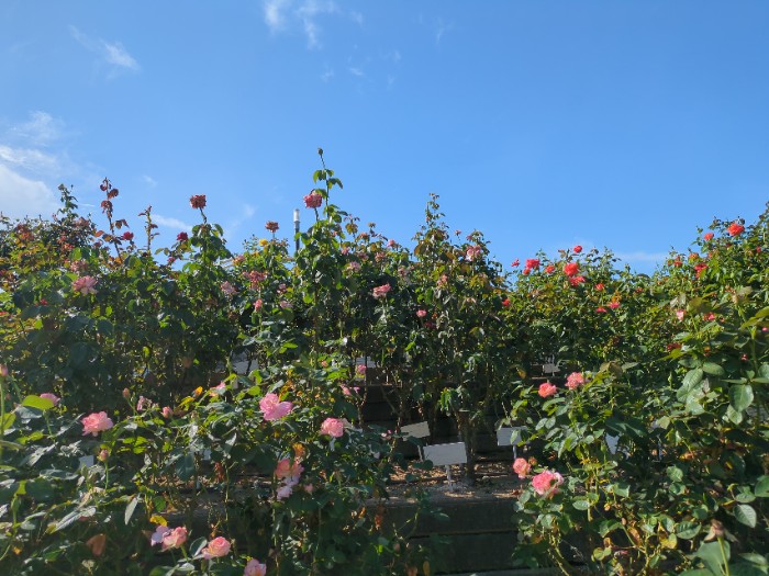 緑町公園