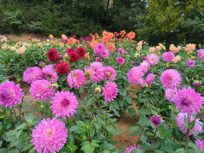 ダリア園