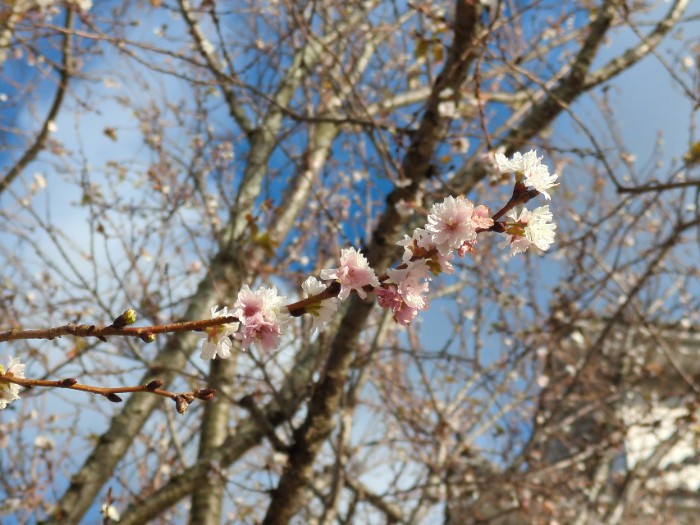 桜