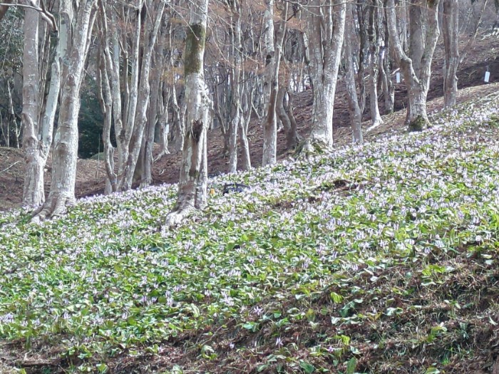 カタクリの群生