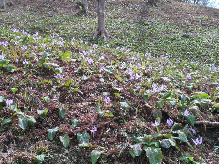 カタクリの群生