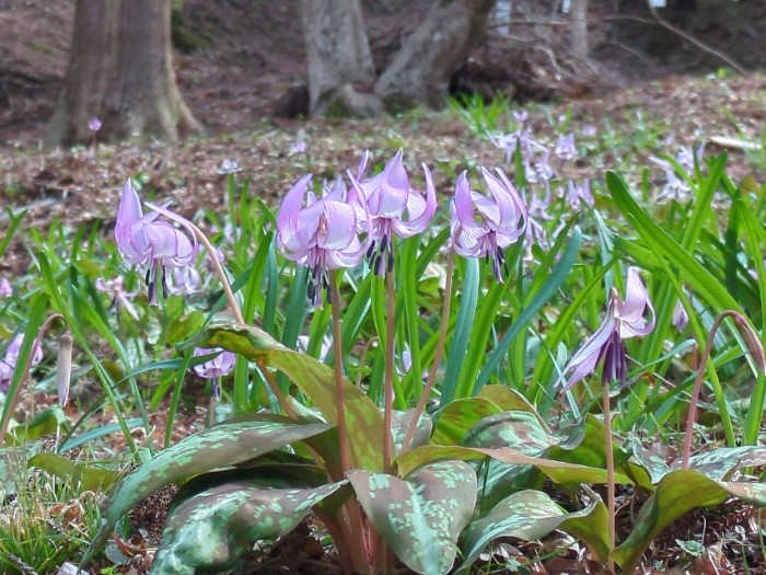 カタクリの花