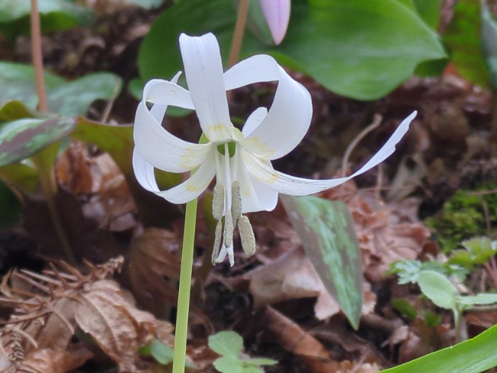 白いカタクリの花