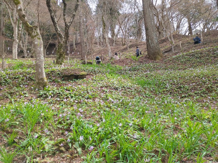 カタクリの群生地