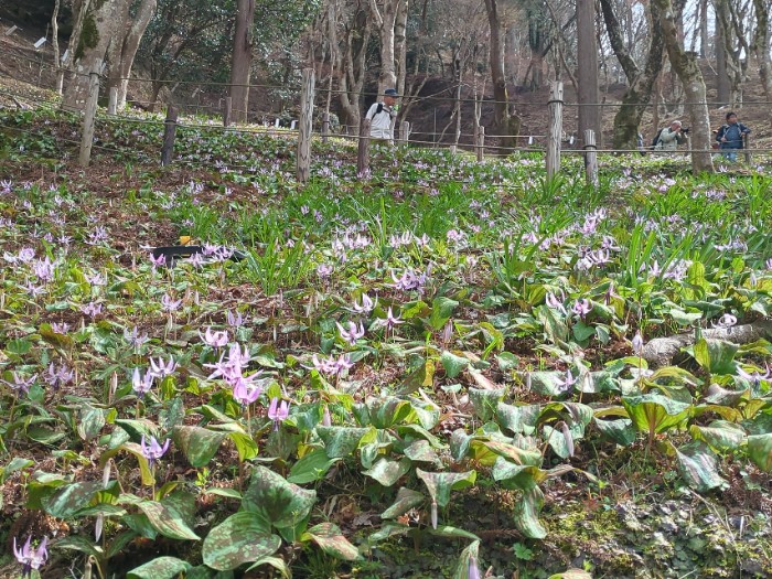 カタクリの群生