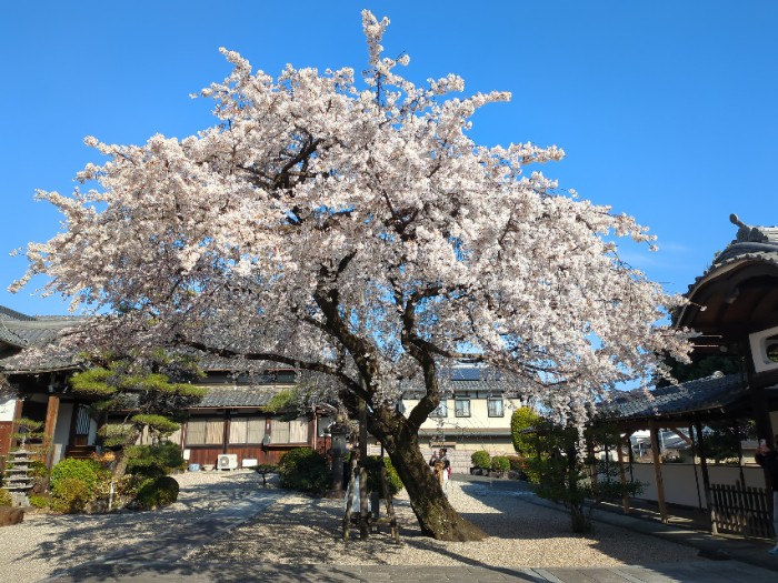 枝垂れ桜