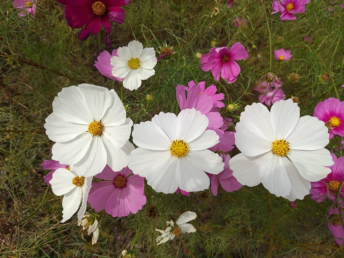 コスモス