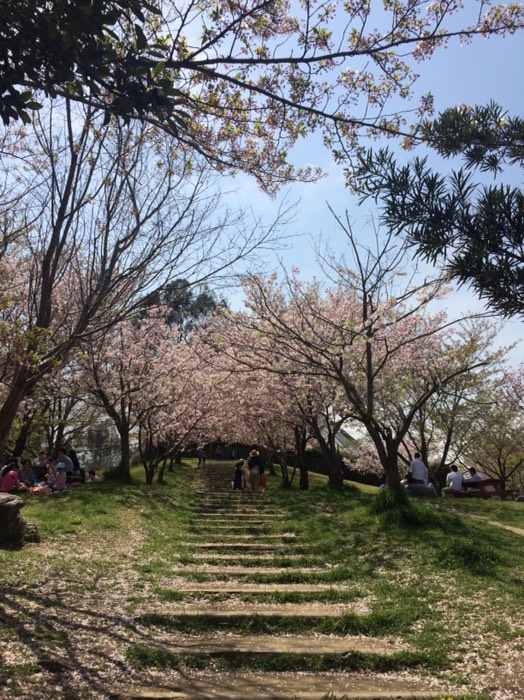 桜の門(キャンベルタウン野鳥の森)