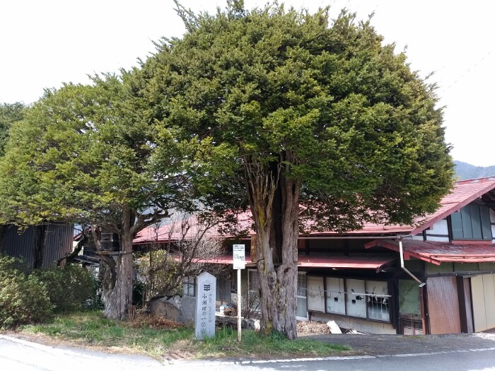 小瀬田の一位樹