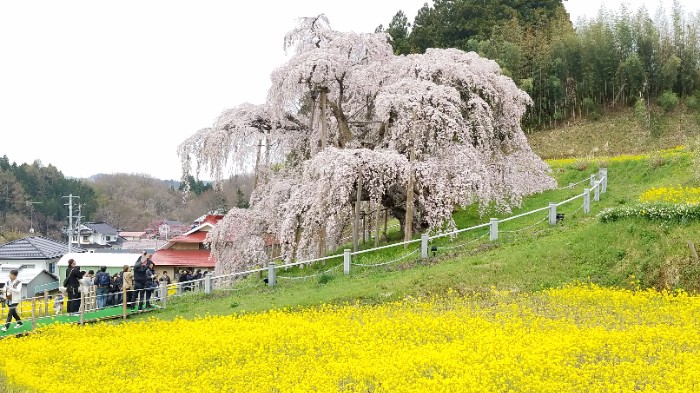 福島三春の滝桜