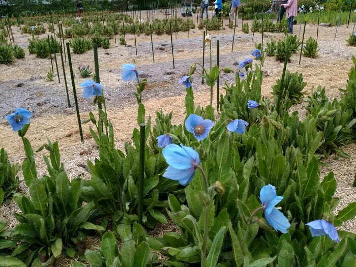 青いケシ 中村農園