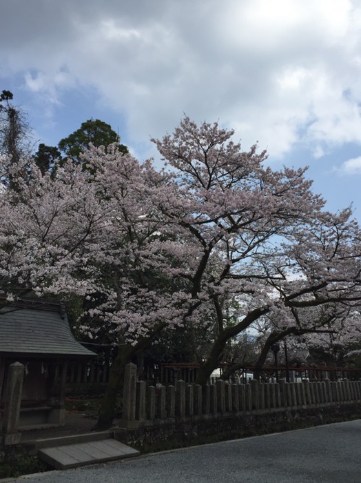 阿蘇神社の桜
