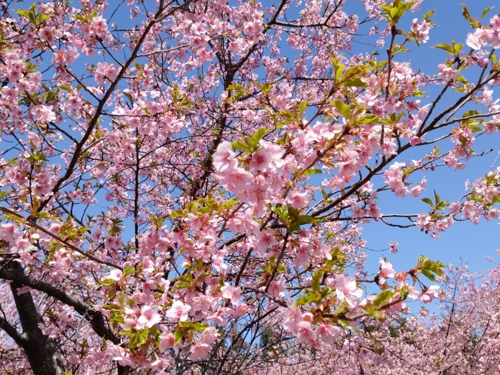 鈴鹿の森庭園 桜