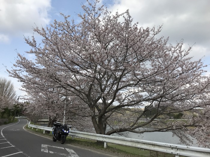 高滝湖で大きな桜見つけた