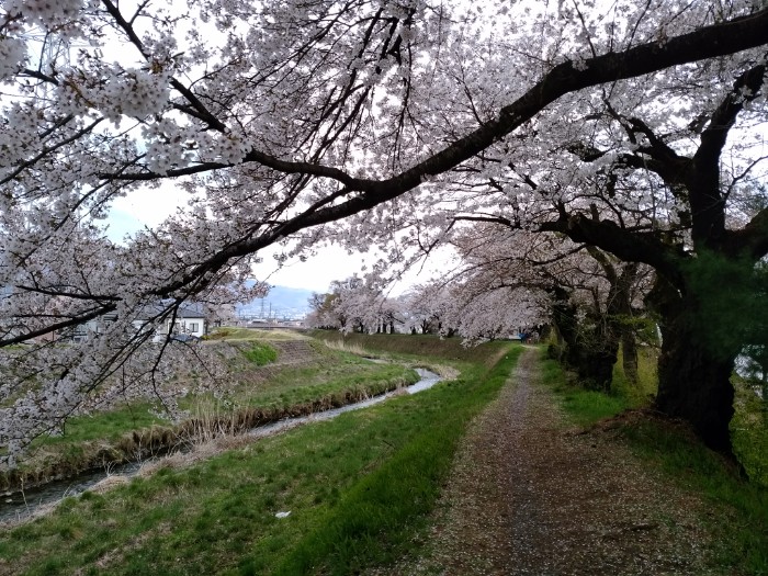 横河川 桜