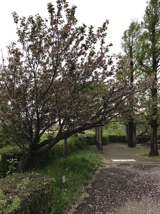 遊歩道入口近くの桜
