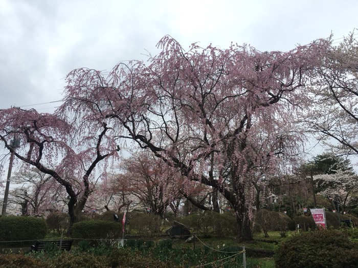 水沢公園の桜