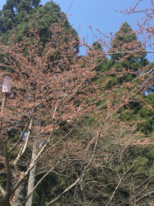 三戸城の桜