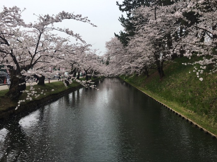 弘前城堀の桜