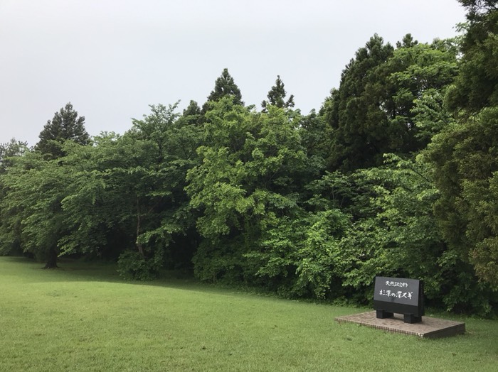 天然記念物  杉澤の澤杉