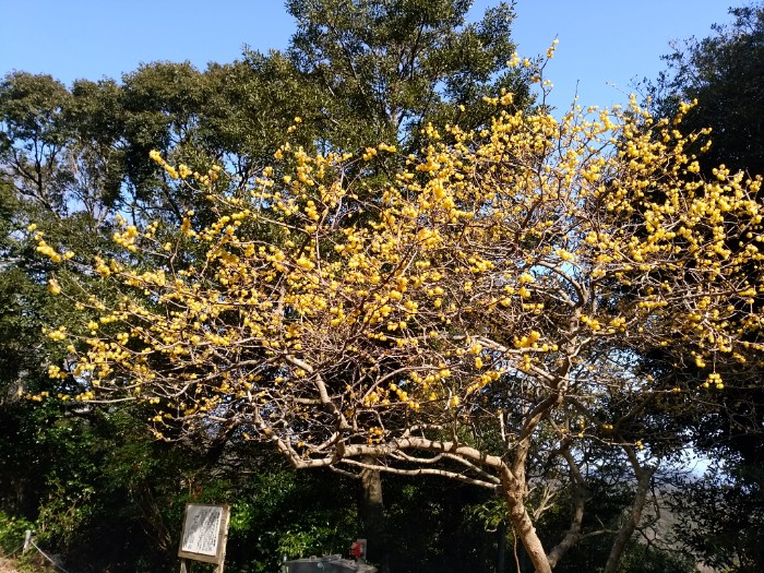 臘梅の木