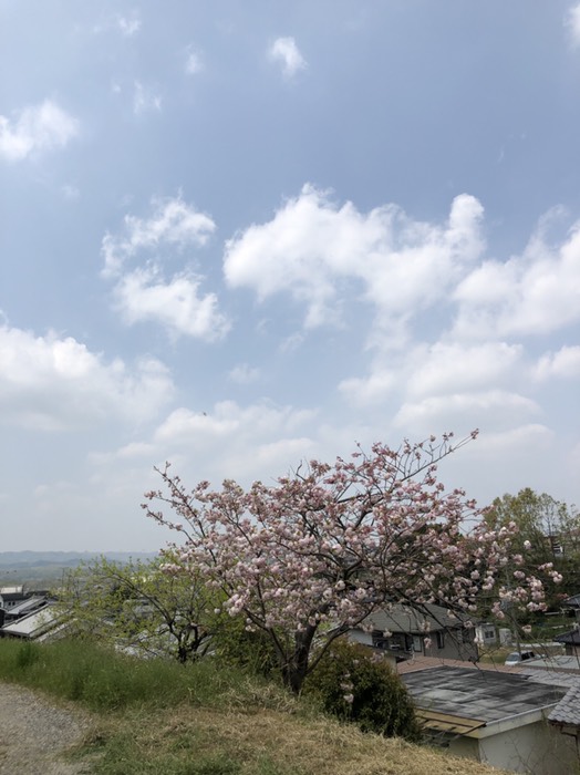 八重桜はまだ咲いてます