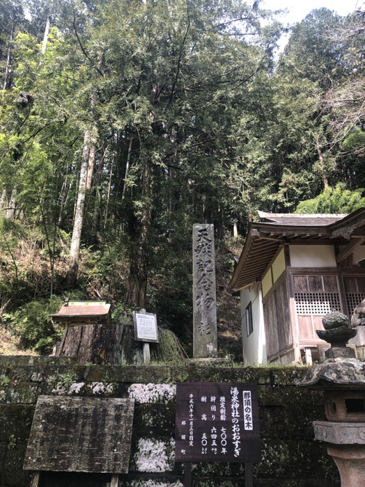 湯泉神社の大杉