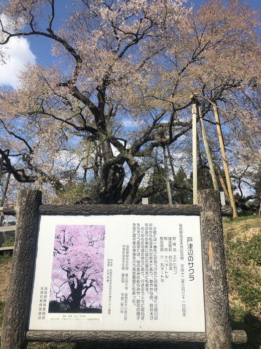 戸津辺の桜、エドヒガンザクラ