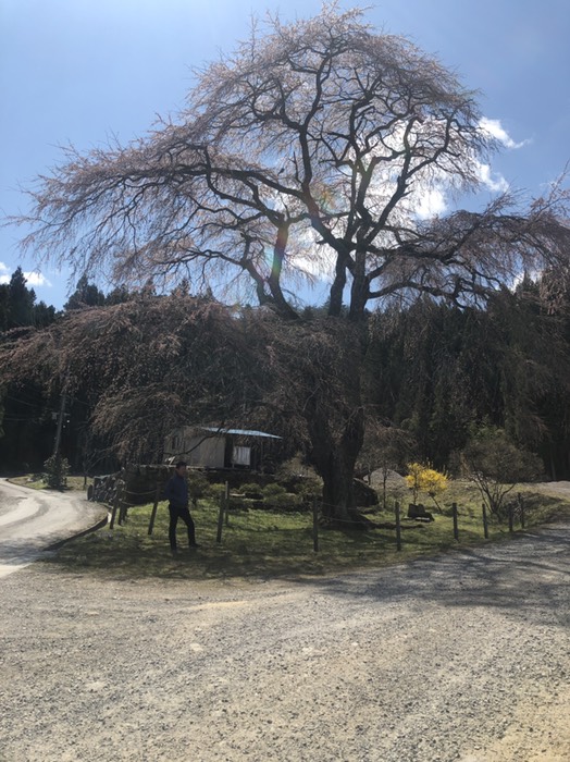 大作おおさくの枝垂れ桜　3分咲き