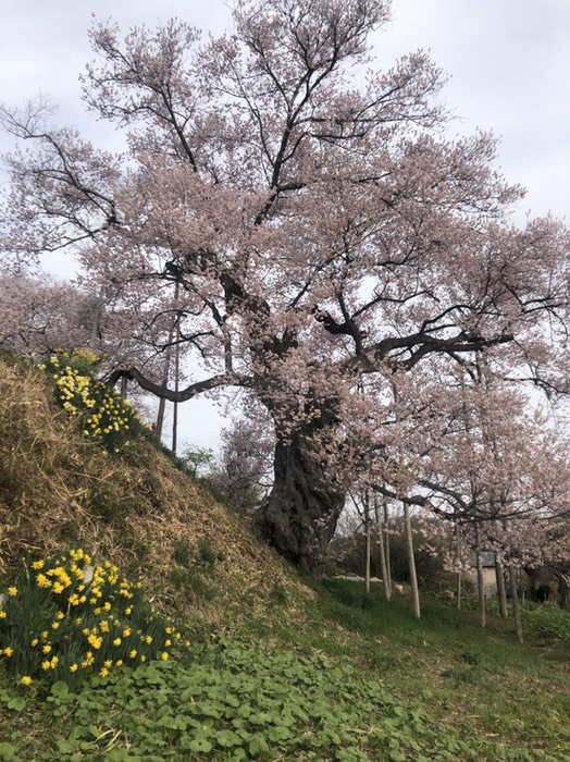 茶園の桜
