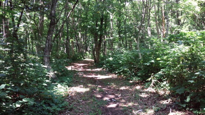 ウォーキングコース