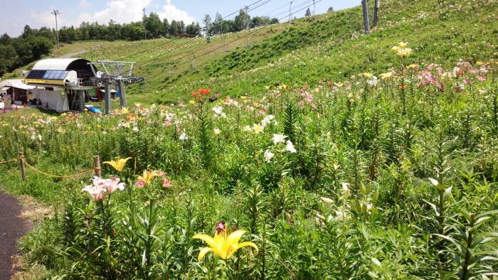 ダイナランドゆり園