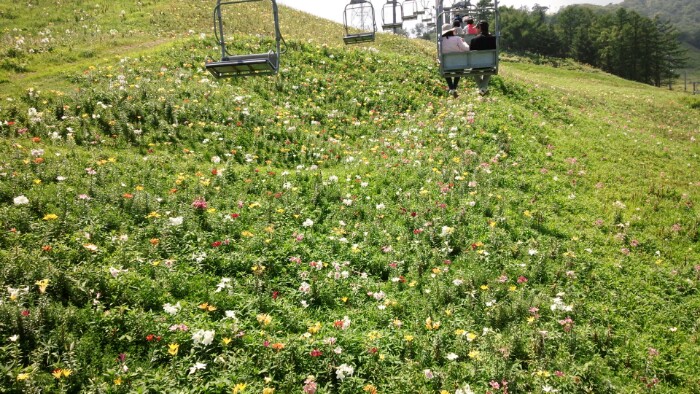 ダイナランドゆり園　