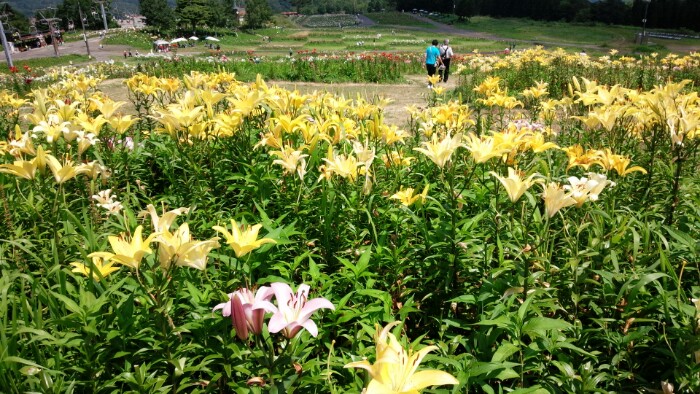ダイナランドゆり園