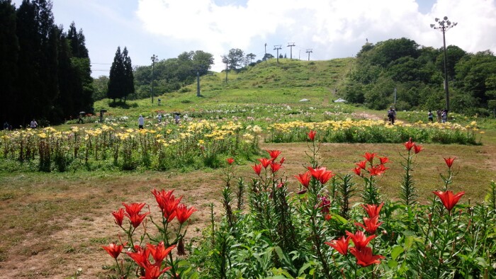 ダイナランドゆり園４