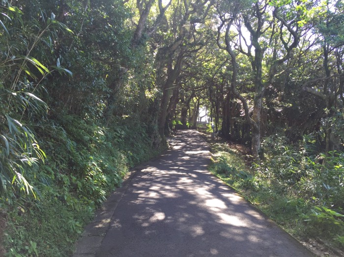 第24番 最御崎寺 (遍路道)