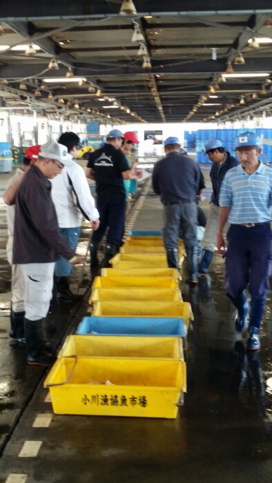 魚のセリ中