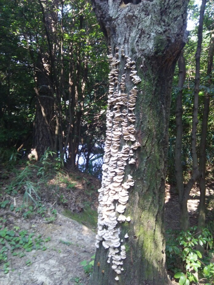 木に謎のキノコが出現