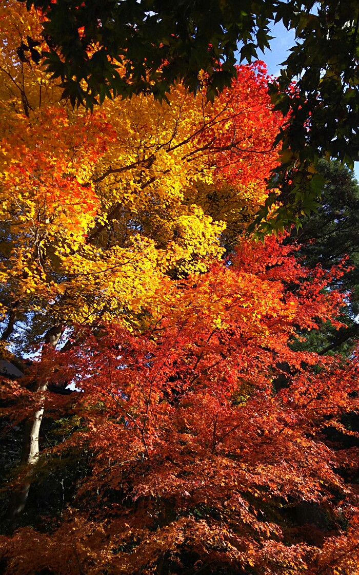 三千院の玄関先