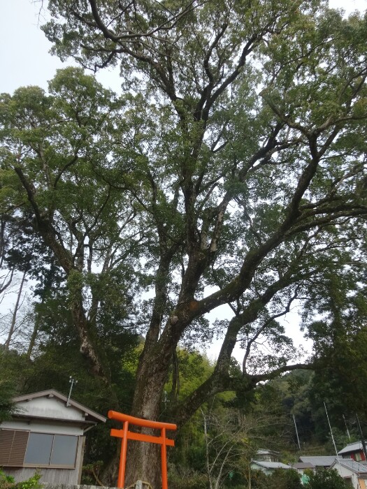 引作の大楠