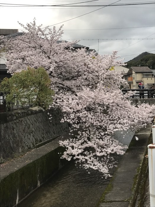 白川疎水の桜